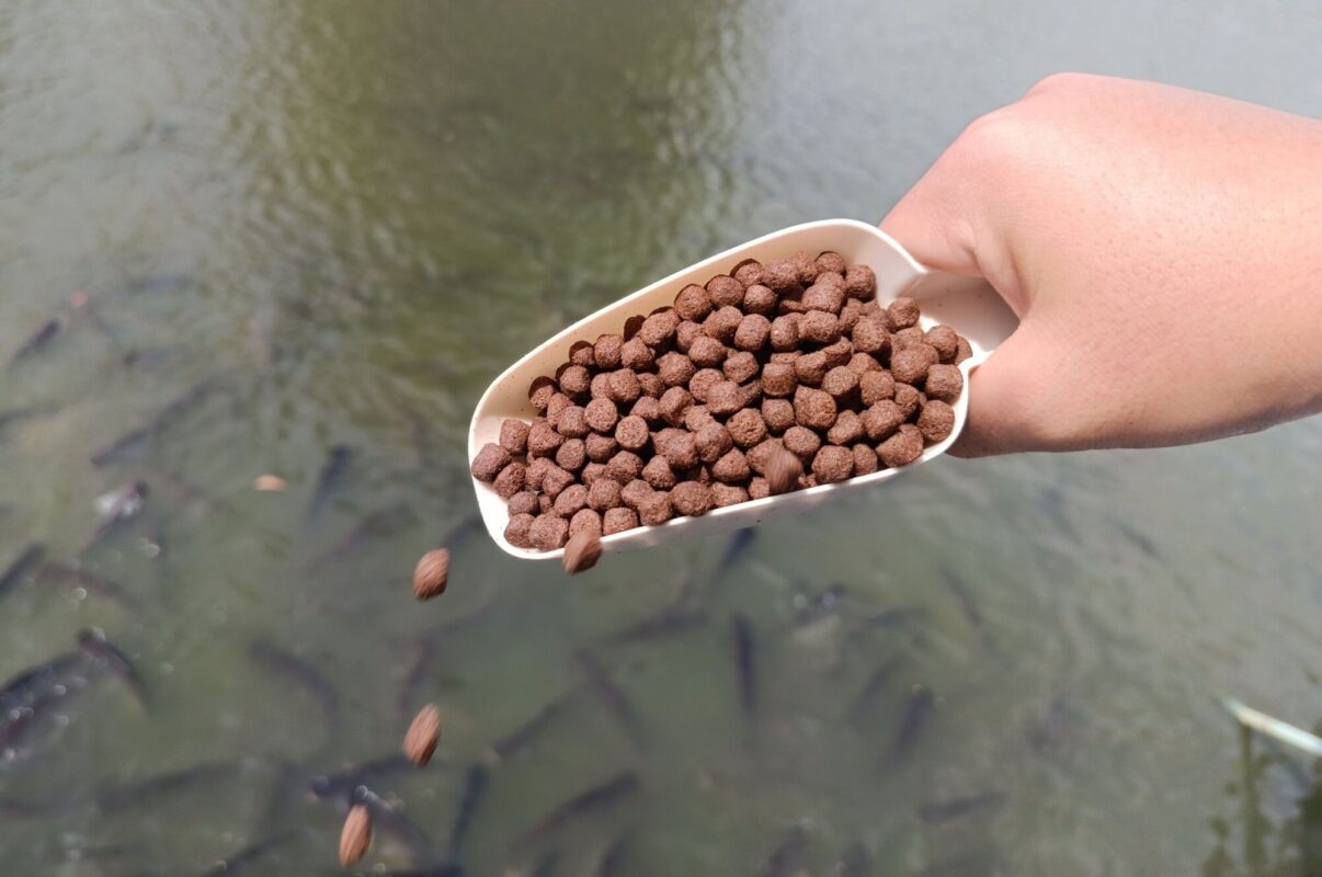 Co to jest pellet wędkarski