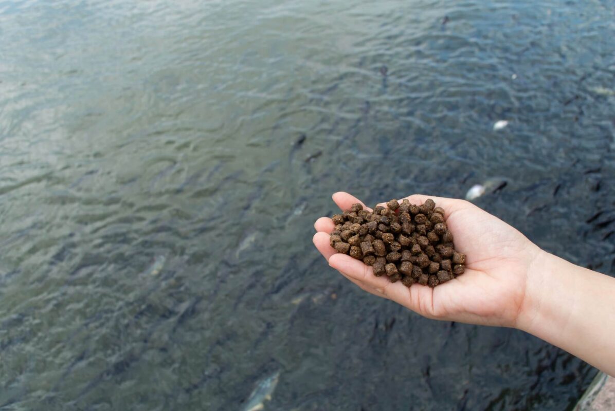 Jak stosować pellet na ryby